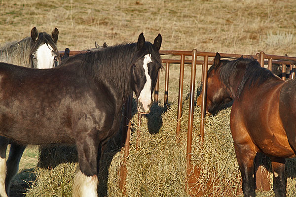 Clydesdales_June_2012_15