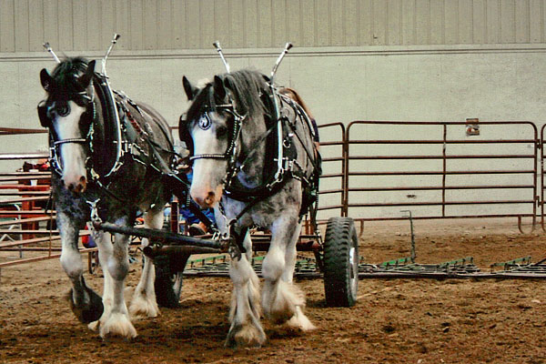 Clydesdales_June_2012_3