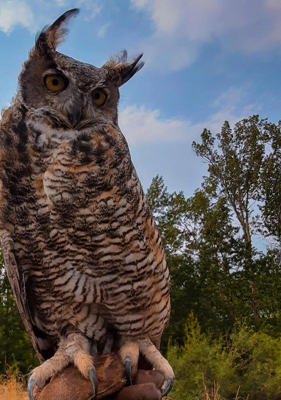 Great-Horned-Owl-2021a