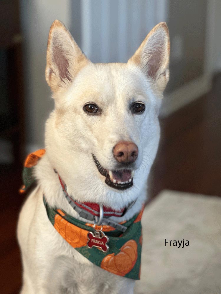 1000-Frayja